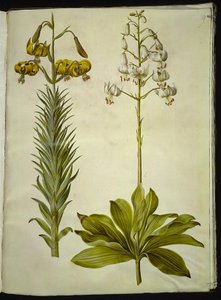 Lilium pyrenaicum (Pyrenean Lily); Lilium martagon (Martagon Lily)