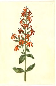 Lobelia Cardinalis (Cardinal Flower)