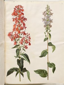 Lobelia cardinalis (cardinal flower); Campanula latifolia (giant bellflower)