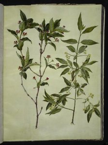 Lonicera alpigena; Euonymus europaeus