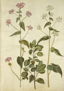 Lunaria Annua (Honesty)