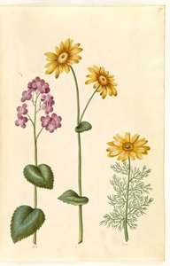 Lunaria annua (Honesty); Doronicum pardalianches (Leopard