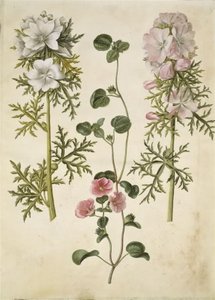 Malva moschata (Musk Mallow); Malva or Malope (species of Mallow or Malope)
