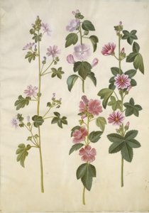 Malva sylvestris (Common Mallow); Lavatera thuringiaca (German Hollyhock)