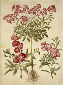 Matthiola incana (Stock)