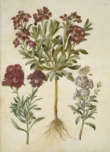 Matthiola Incana (Stock)