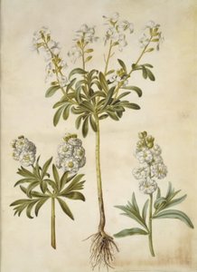 Matthiola incana (Winter Stock) by Hans Simon Holtzbecker
