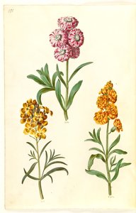 Matthiola incana; Erysimum cheiri