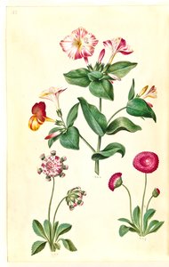 Mirabilis jalapa (Marvel of Peru); Bellis perennis (Common Daisy)
