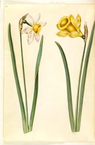 Narcissus ×incomparabilis; Narcissus pseudonarcissus