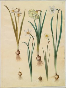 Narcissus ×medioluteus (Two-flowered Narcissus); Narcissus pseudonarcissus; Narcissus (Daffodil); Narcissus poeticus (Poet