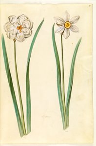 Narcissus Poeticus (Poet