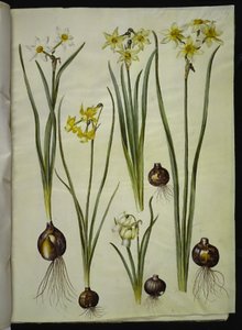 Narcissus poeticus; Narcissus triandrus; Narcissus ×medioluteus