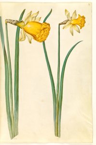 Narcissus pseudonarcissus (Daffodil)