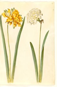 Narcissus pseudonarcissus (Daffodil)