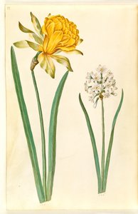Narcissus pseudonarcissus (Daffodil); Narcissus tazetta (Tazetta)