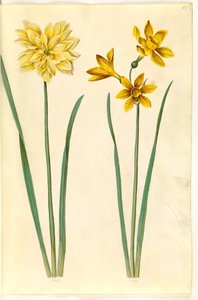 Narcissus pseudonarcissus (Daffodil); Narcissus tazetta aureus (Golden Tazetta)