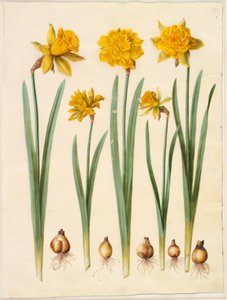 Narcissus pseudonarcissus