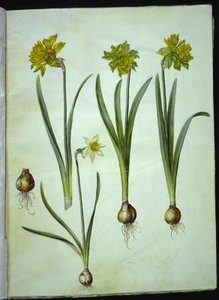 Narcissus pseudonarcissus; Narcissus ×incomparabilis (Garden Daffodil)