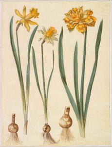 Narcissus pseudonarcissus major (Large Daffodil); Narcissus pseudonarcissus bicolor (Two-colored Daffodil); Narcissus pseudonarcissus