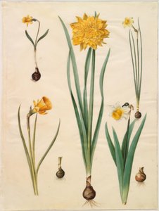 Narcissus pseudonarcissus minor; Narcissus pseudonarcissus (daffodil); Narcissus ×tenuior; Narcissus bulbocodium (hoop-petticoat daffodil); Narcissus pseudonarcissus bicolor (two-colored daffodil)