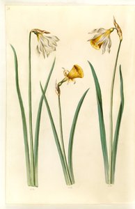 Narcissus pseudonarcissus moschatus (musk daffodil); Narcissus bulbocodium (hoop petticoat daffodil); Narcissus pseudonarcissus (daffodil)