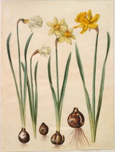 Narcissus pseudonarcissus moschatus; Narcissus ×medioluteus; Narcissus pseudonarcissus major