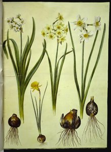 Narcissus tazetta; Narcissus ×medioluteus; Narcissus bulbocodium