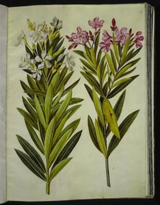 Nerium Oleander