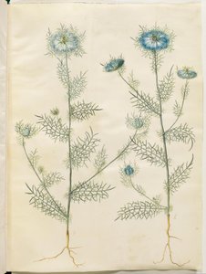 Nigella damascena (Love-in-a-mist) by Hans Simon Holtzbecker