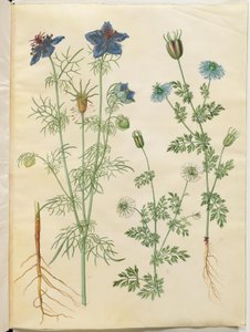 Nigella hispanica (Spanish Nigella); Nigella sativa (Black Cumin)
