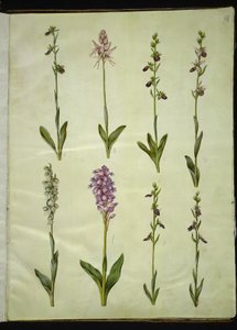 Ophrys apifera or Ophrys sphegodes (Bee Orchid or Early Spider Orchid); Orchis simia (Monkey Orchid); Ophrys apifera (Bee Orchid); Orchis (Orchid); Orchis militaris (Military Orchid); Ophrys insectifera (Fly Orchid)