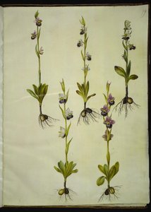 Ophrys fuciflora (Bee Orchid)