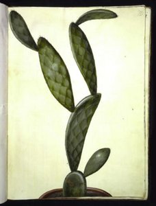 Opuntia monacantha (Prickly Pear Cactus)