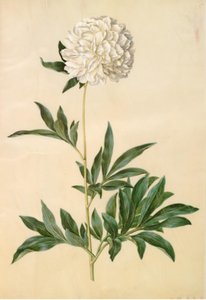 Paeonia Lactiflora (Silk Peony)