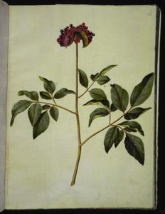 Paeonia mascula (male peony)