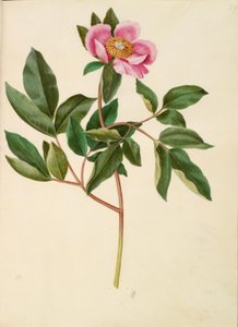 Paeonia mascula (Large-leaved Peony)