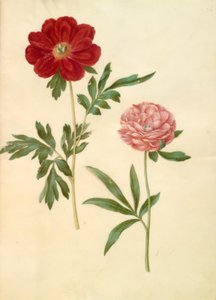 Paeonia Officinalis (Peony)
