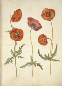 Papaver rhoeas (corn poppy)