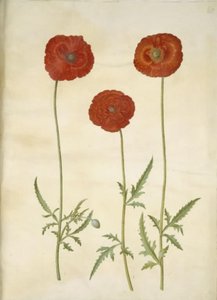 Corn Poppy