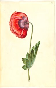 Papaver Somniferum (Opium Poppy)