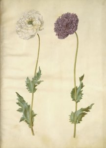 Papaver somniferum (Opium Poppy)
