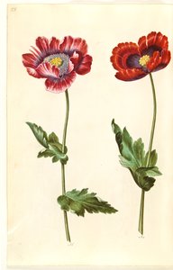 Papaver somniferum (Opium Poppy)