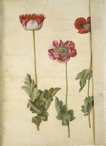 Papaver Somniferum (Opium Poppy)