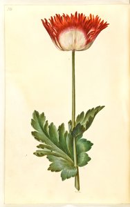 Papaver somniferum (Opium Poppy)