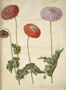 Papaver somniferum (Opium Poppy)