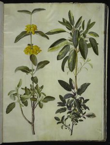 Phlomis fruticosa (Jerusalem Sage); Salvia officinalis (Common Sage)