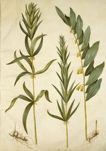 Polygonatum verticillatum (Whorled Solomon