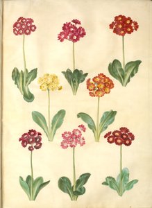 Primula ×pubescens (Garden Auricula)