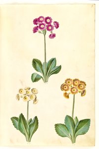 Primula ×pubescens (Garden Auricula)